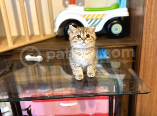 Gold Bri̇ti̇sh Shorthai̇r Bebeği̇mi̇z Gelmi̇şti̇r