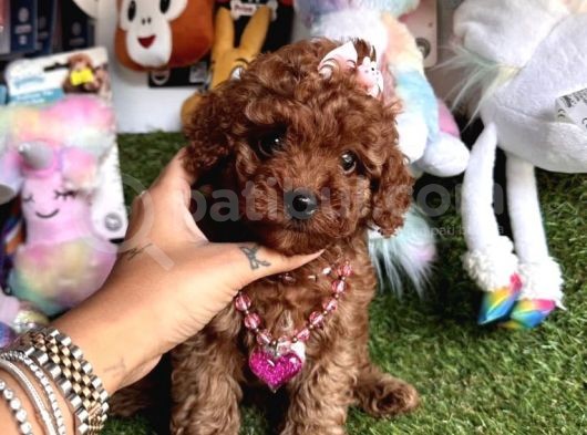 Koreni̇n Göz Bebeği̇ Xs  Toy Poodle Yavrular görsel
