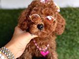 Koreni̇n Göz Bebeği̇ Xs  Toy Poodle Yavrular