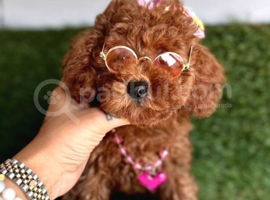 Koreni̇n Göz Bebeği̇ Xs  Toy Poodle Yavrular görsel