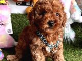 Koreni̇n Göz Bebeği̇ Xs  Toy Poodle Yavrular