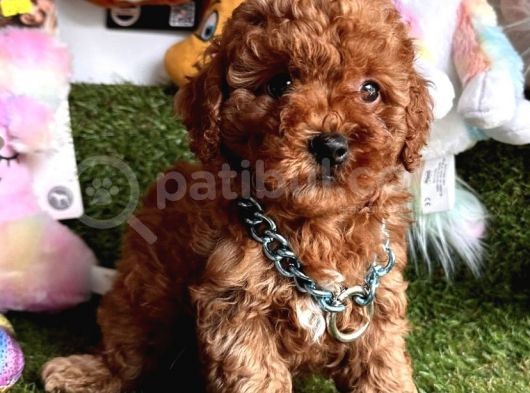 Koreni̇n Göz Bebeği̇ Xs  Toy Poodle Yavrular görsel