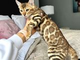 Show Class Bengal Yavruları