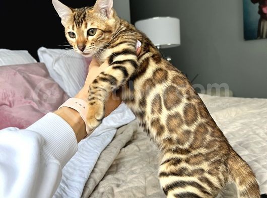 Show Class Bengal Yavruları görsel
