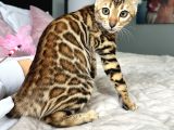 Show Class Bengal Yavruları