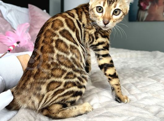 Show Class Bengal Yavruları görsel