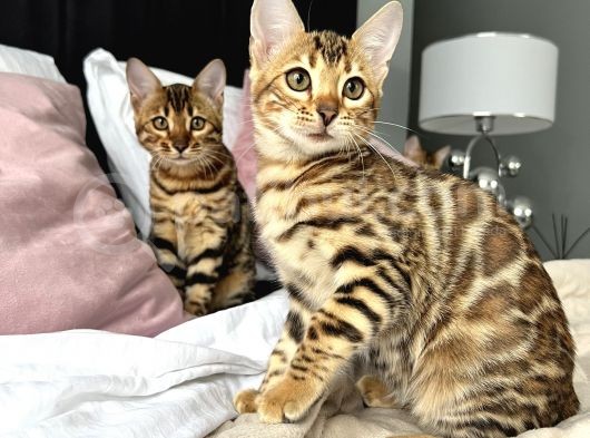 Show Class Bengal Yavruları görsel