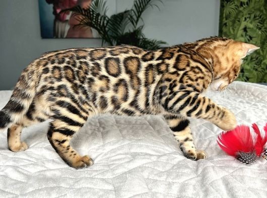 Show Class Bengal Yavruları