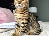 Show Class Bengal Yavruları