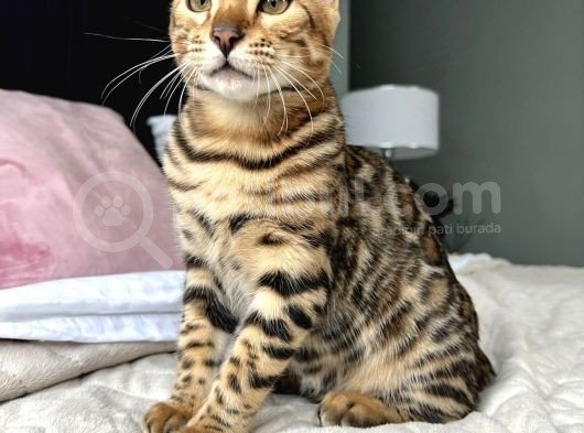 Show Class Bengal Yavruları görsel