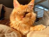 Xl Red Mainecoon