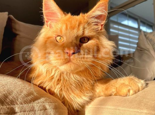 Xl Red Mainecoon görsel