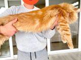 Xl Red Mainecoon