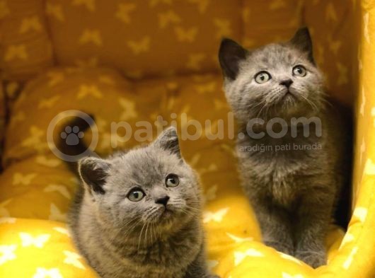 Bri̇ti̇sh Shorthai̇r Yavrularimiz Tesli̇me Hazir görsel