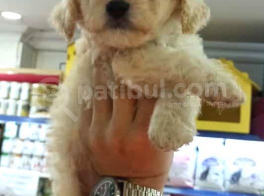 Toy Poodle Yavrumuz görsel