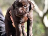Safkan Secereli Labrador Yavruları