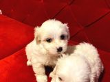 A Kalite Maltese Terrier Yavrularımız
