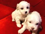 A Kalite Maltese Terrier Yavrularımız