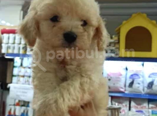 Toy Poodle Yavrumuz