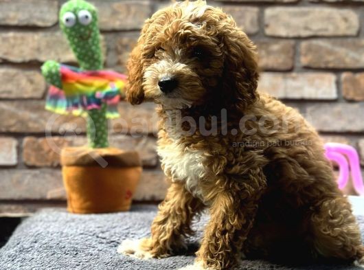 Bebek Surat Di̇şi̇ Toy Poodle