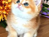 British Shorthair Golden Bebekler