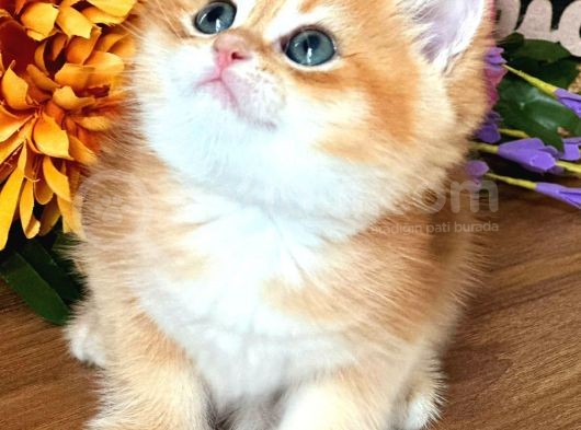 British Shorthair Golden Bebekler görsel