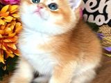 British Shorthair Golden Bebekler