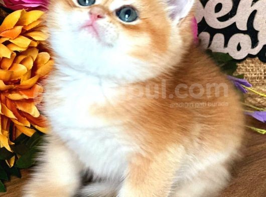 British Shorthair Golden Bebekler görsel