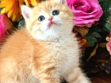 British Shorthair Golden Bebekler