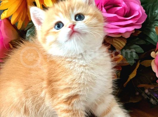 British Shorthair Golden Bebekler görsel
