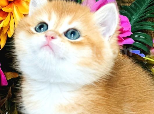 British Shorthair Golden Bebekler