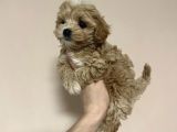 Safkan Tatli Malti̇poo Yavrulari