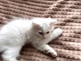 Beyaz British Shorthair