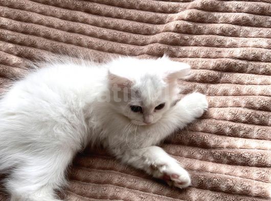 Beyaz British Shorthair görsel