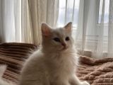 Beyaz British Shorthair