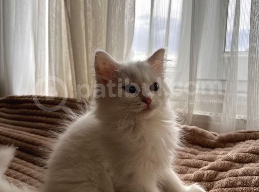 Beyaz British Shorthair görsel