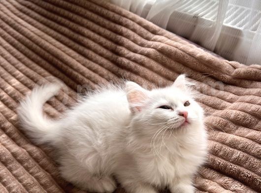 Beyaz British Shorthair görsel