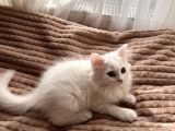Beyaz British Shorthair