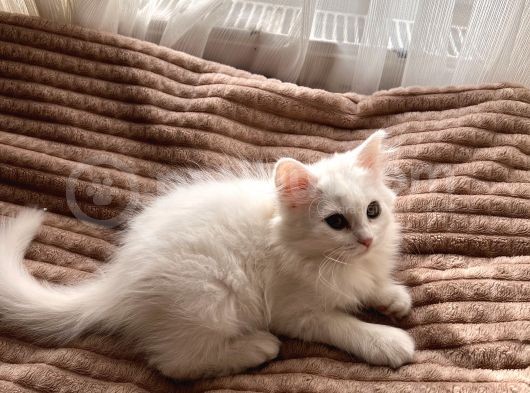 Beyaz British Shorthair görsel
