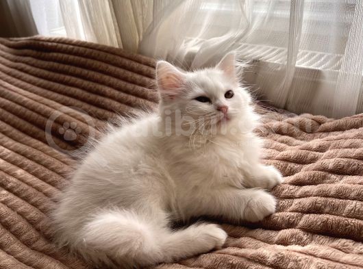 Beyaz British Shorthair