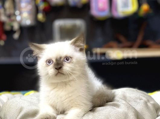 Oyuncu Safkan Blue Poi̇nt Bri̇ti̇sh Shorthai̇r Yavrularim görsel