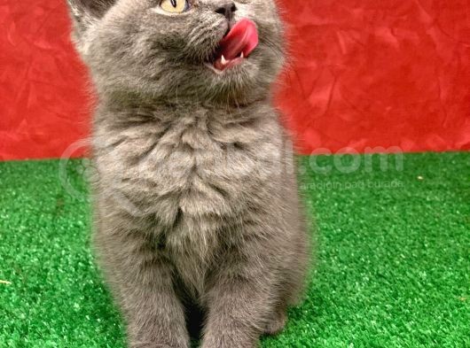 British Shorthair Yavrularımız Yeni Yuvalarını Arıyor