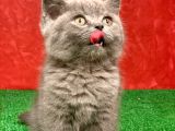 British Shorthair Yavrularımız Yeni Yuvalarını Arıyor