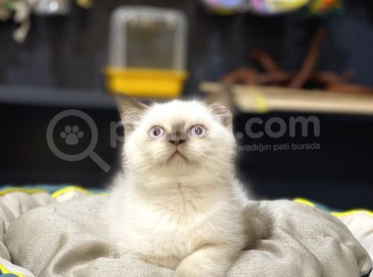 Oyuncu Safkan Blue Poi̇nt Bri̇ti̇sh Shorthai̇r Yavrularim görsel