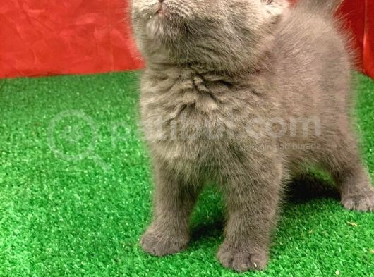 British Shorthair Yavrularımız Yeni Yuvalarını Arıyor görsel