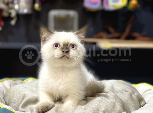 Oyuncu Safkan Blue Poi̇nt Bri̇ti̇sh Shorthai̇r Yavrularim görsel