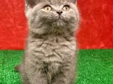 British Shorthair Yavrularımız Yeni Yuvalarını Arıyor