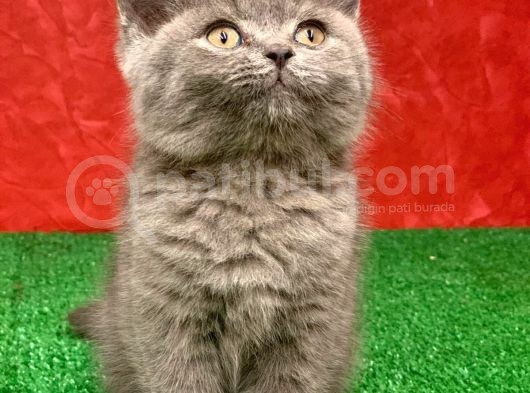 British Shorthair Yavrularımız Yeni Yuvalarını Arıyor görsel
