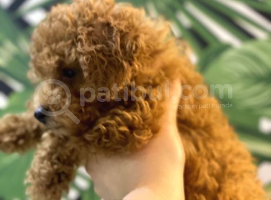 Kore Kan Mi̇nyatür Toy Poodle Yavrular görsel