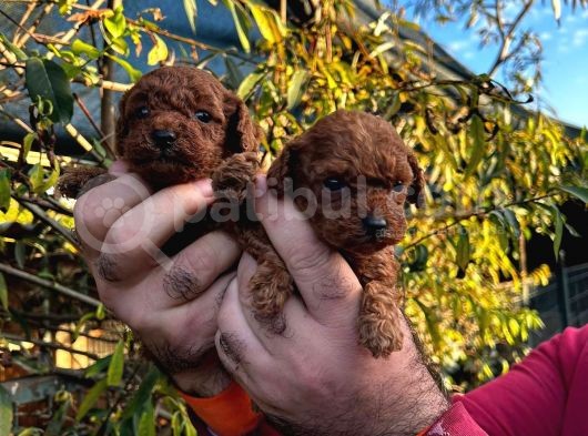 Kore Kan Mi̇nyatür Toy Poodle Yavrular görsel